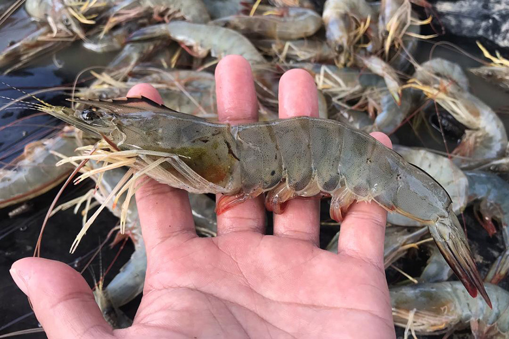 LÁ ỔI - THẦN DƯỢC CHO TÔM THẺ CHÂN TRẮNG